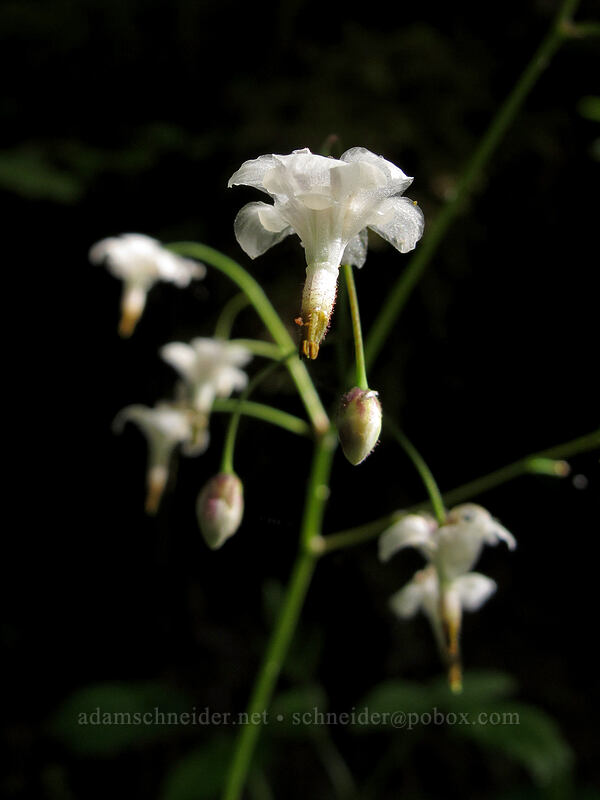 northern inside-out flower (Vancouveria hexandra) [Eagle Creek Trail, Columbia River Gorge, Hood River County, Oregon]
