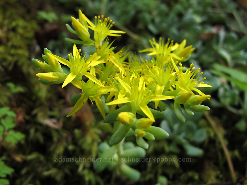 Oregon stonecrop (Sedum oreganum) [Eagle Creek Trail, Columbia River Gorge, Hood River County, Oregon]