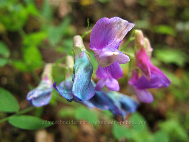 leafy pea (Lathyrus polyphyllus) [Eagle Creek Trail, Columbia River Gorge, Hood River County, Oregon]