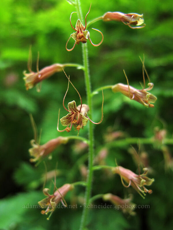 piggyback plant (Tolmiea menziesii (Tiarella menziesii)) [Eagle Creek Trail, Columbia River Gorge, Hood River County, Oregon]