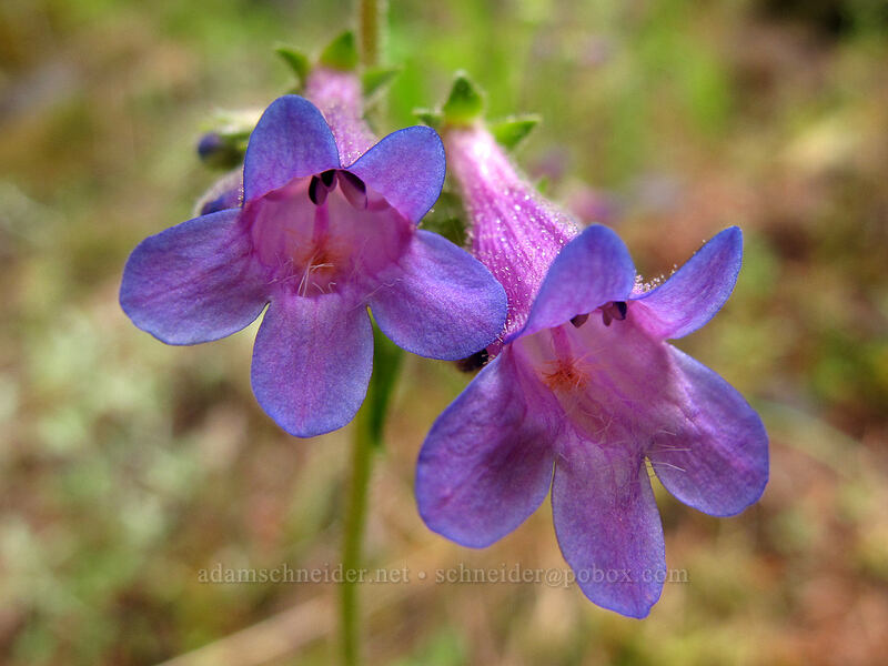 penstemon (Penstemon sp.) [Eagle Creek Trail, Columbia River Gorge, Hood River County, Oregon]