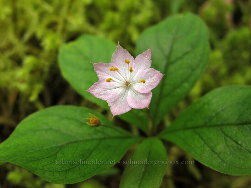 Pacific starflower (Lysimachia latifolia (Trientalis borealis ssp. latifolia)) [Eagle Creek Trail, Columbia River Gorge, Hood River County, Oregon]