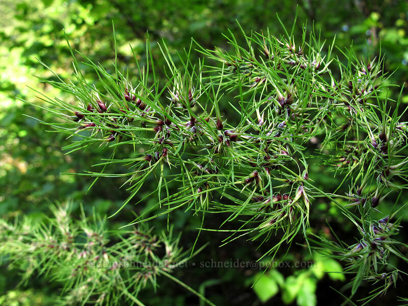 bulbous bluegrass flowers (Poa bulbosa) [Eagle Creek Trail, Columbia River Gorge, Hood River County, Oregon]