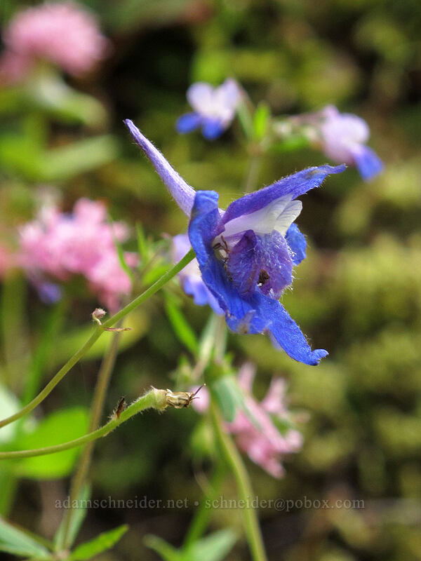larkspur & rosy plectritis (Delphinium basalticum (Delphinium glareosum), Plectritis congesta) [Eagle Creek Trail, Columbia River Gorge, Hood River County, Oregon]