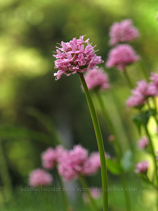 rosy plectritis (Plectritis congesta) [Eagle Creek Trail, Columbia River Gorge, Hood River County, Oregon]