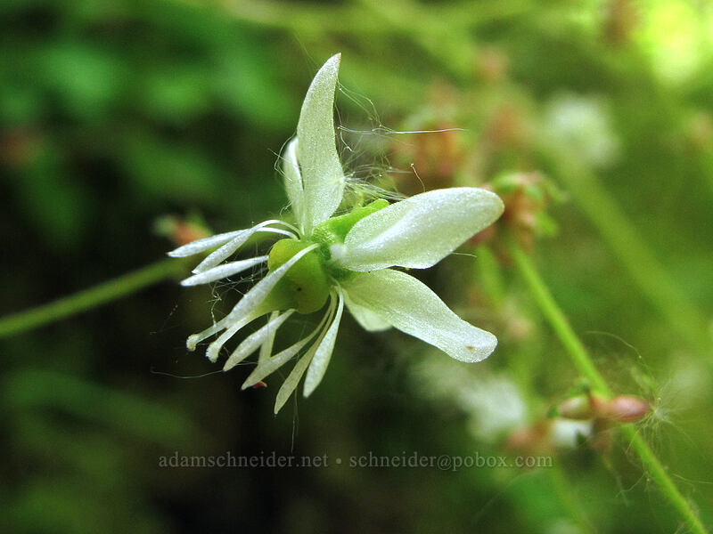 Mertens' saxifrage (Saxifraga mertensiana) [Eagle Creek Trail, Columbia River Gorge, Hood River County, Oregon]