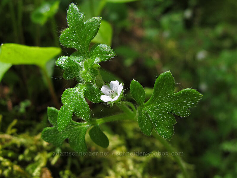 small-flowered nemophila (Nemophila parviflora) [Tenas Falls, Columbia River Gorge, Hood River County, Oregon]