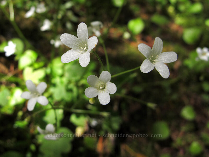 Sitka mist-maidens (Romanzoffia sitchensis) [Tenas Falls, Columbia River Gorge, Hood River County, Oregon]