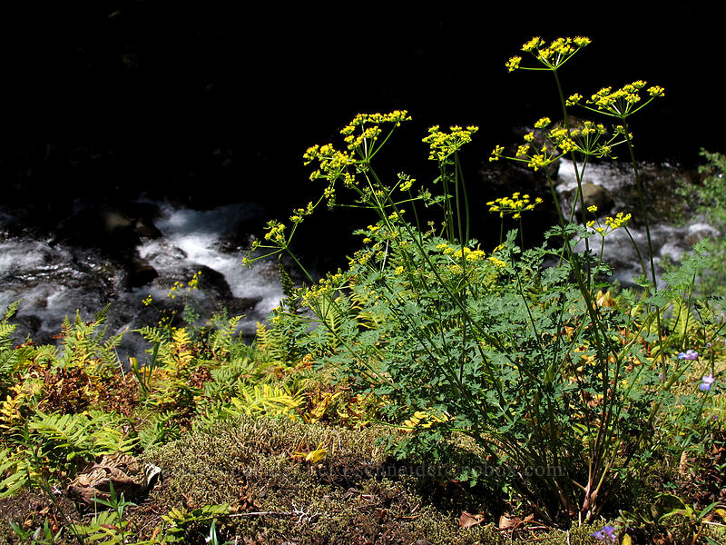 desert parsley (Lomatium sp.) [Eagle Creek Trail, Columbia River Gorge, Hood River County, Oregon]