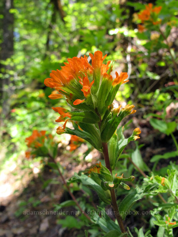 harsh paintbrush (Castilleja hispida) [Eagle Creek Trail, Columbia River Gorge, Hood River County, Oregon]