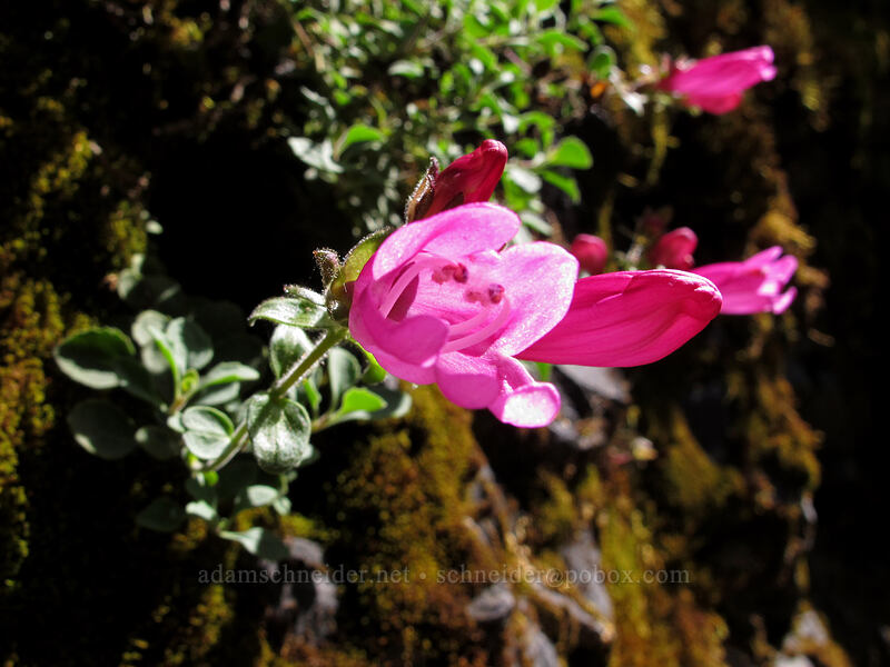cliff penstemon (Penstemon rupicola) [Eagle Creek Trail, Columbia River Gorge, Hood River County, Oregon]