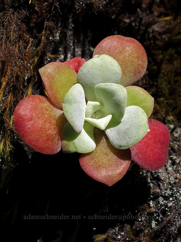 broad-leaf stonecrop (Sedum spathulifolium) [Eagle Creek Trail, Columbia River Gorge, Hood River County, Oregon]