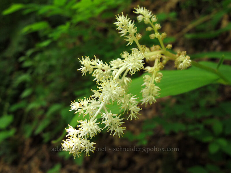 false solomon's-seal (Maianthemum racemosum ssp. amplexicaule (Smilacina racemosa)) [Eagle Creek Trail, Columbia River Gorge, Hood River County, Oregon]