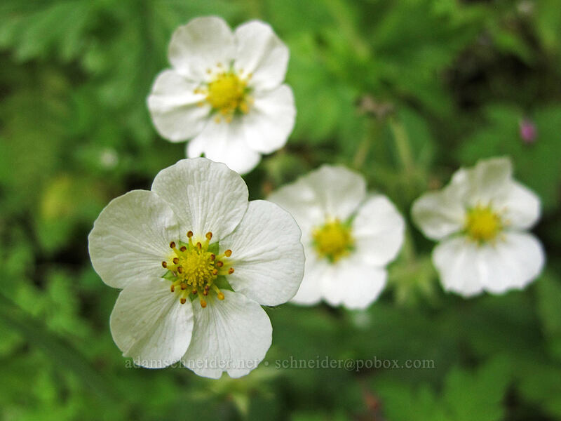 wild strawberry flowers (Fragaria vesca) [Eagle Creek Trail, Columbia River Gorge, Hood River County, Oregon]