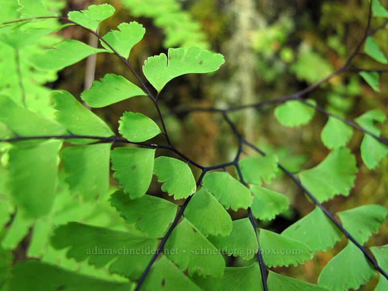 western maidenhair fern (Adiantum aleuticum) [Eagle Creek Trail, Columbia River Gorge, Hood River County, Oregon]