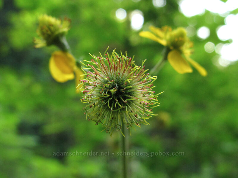 large-leaf avens (Geum macrophyllum) [Eagle Creek Trail, Columbia River Gorge, Hood River County, Oregon]