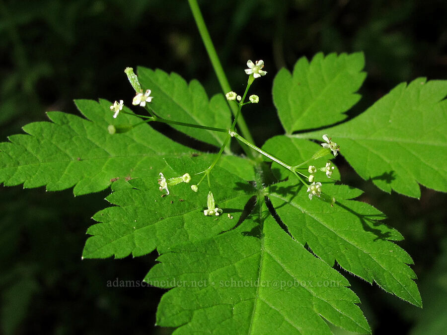 mountain sweet-cicely (Osmorhiza berteroi) [Wilson River Trail, Tillamook State Forest, Tillamook County, Oregon]