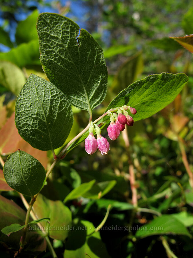 snowberry flowers (Symphoricarpos albus) [Elk Mountain Trail, Tillamook State Forest, Tillamook County, Oregon]