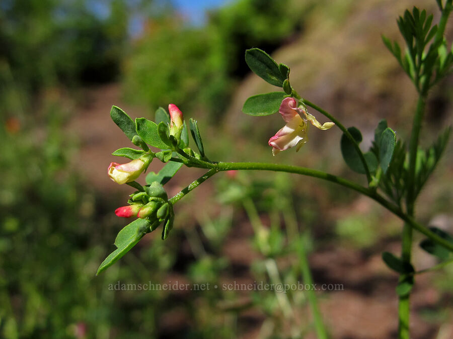 small-flowered lotus (Acmispon parviflorus (Lotus micranthus)) [Elk Mountain Trail, Tillamook State Forest, Tillamook County, Oregon]