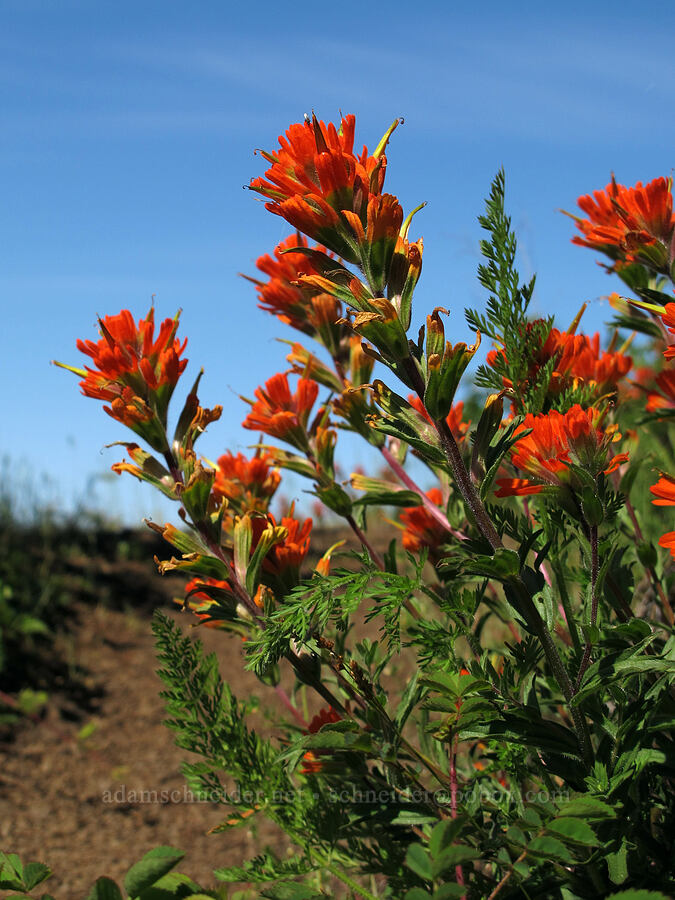 harsh paintbrush (Castilleja hispida) [Elk Mountain Trail, Tillamook State Forest, Tillamook County, Oregon]