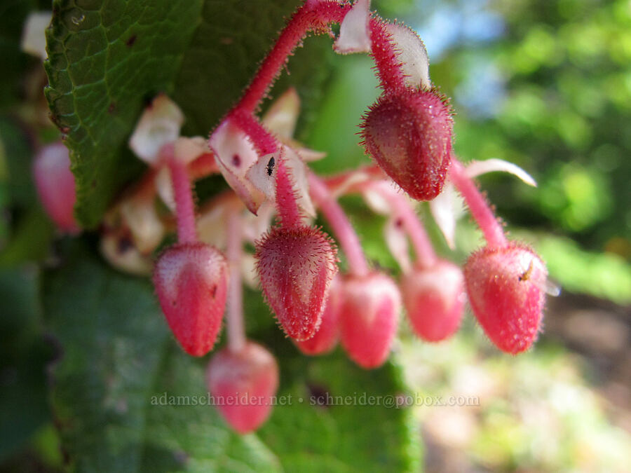unusually pink salal flowers (Gaultheria shallon) [Elk Mountain Trail, Tillamook State Forest, Tillamook County, Oregon]