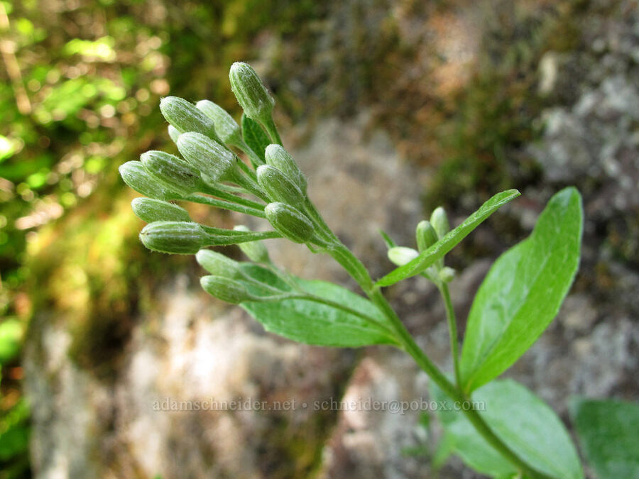 silverback luina (Luina hypoleuca) [Elk Mountain Trail, Tillamook State Forest, Tillamook County, Oregon]