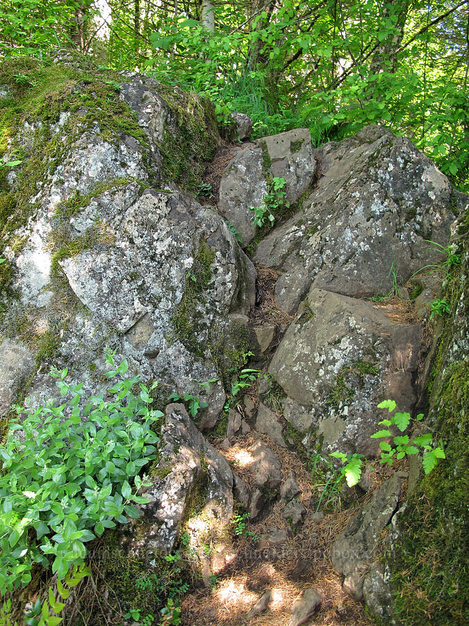 the trail [Elk Mountain Trail, Tillamook State Forest, Tillamook County, Oregon]