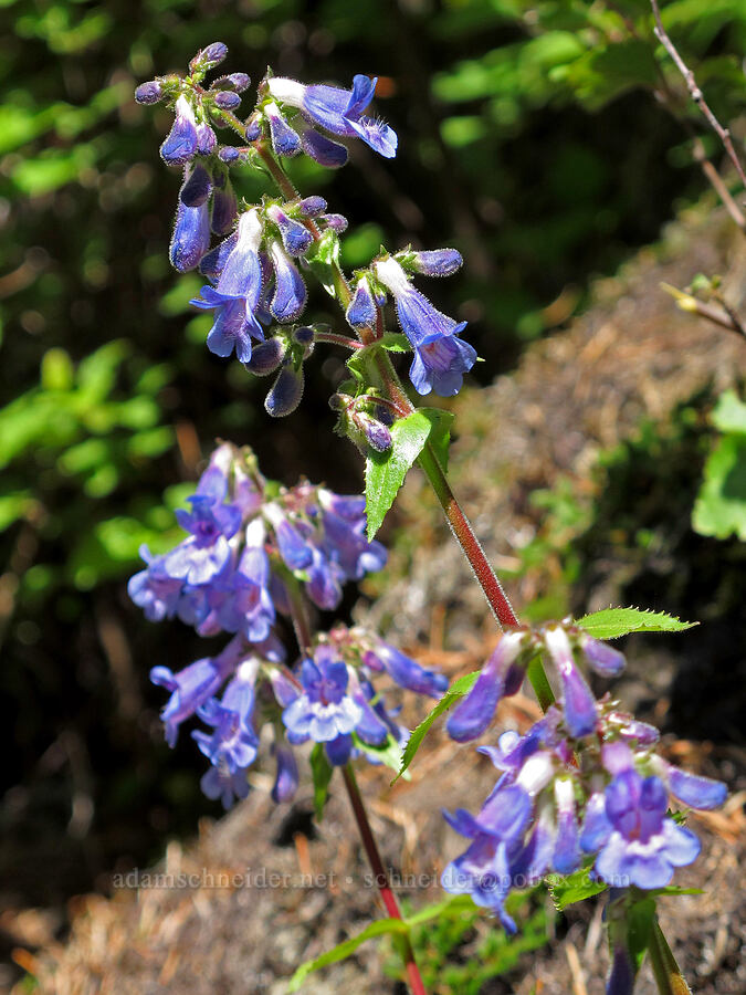 broad-leaf penstemon (Penstemon ovatus) [Elk Mountain Trail, Tillamook State Forest, Tillamook County, Oregon]