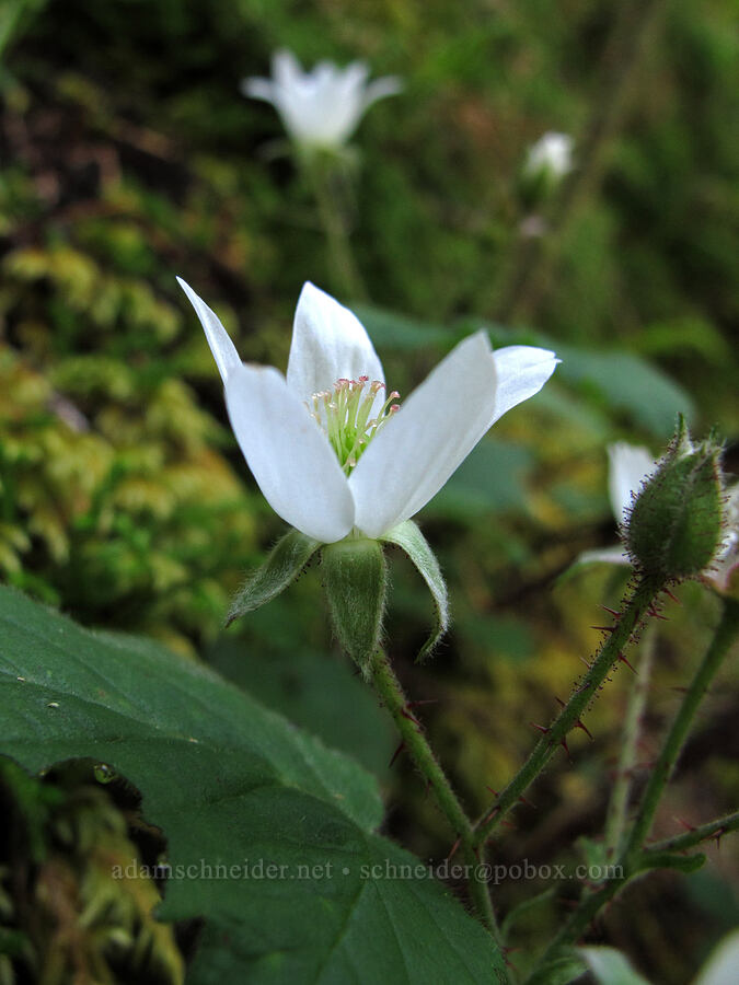 Pacific blackberry flowers (Rubus ursinus) [Elk Mountain Trail, Tillamook State Forest, Tillamook County, Oregon]