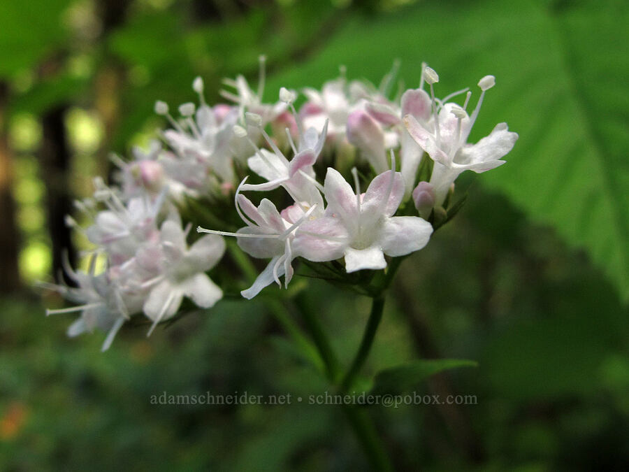 Scouler's valerian (Valeriana scouleri (Valeriana sitchensis ssp. scouleri)) [Elk Mountain Trail, Tillamook State Forest, Tillamook County, Oregon]