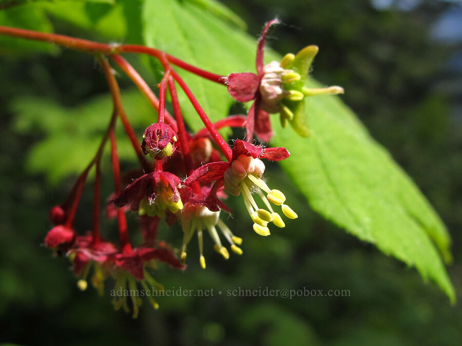vine maple (Acer circinatum) [Elk Mountain Trail, Tillamook State Forest, Tillamook County, Oregon]