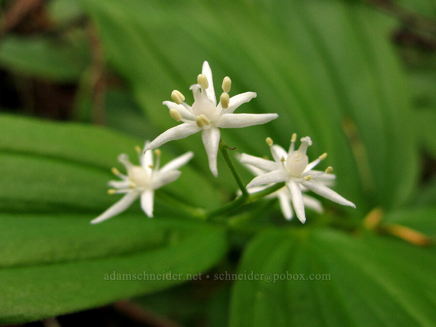 star-flowered false solomon's-seal (Maianthemum stellatum (Smilacina stellata)) [Elk Mountain Trail, Tillamook State Forest, Tillamook County, Oregon]