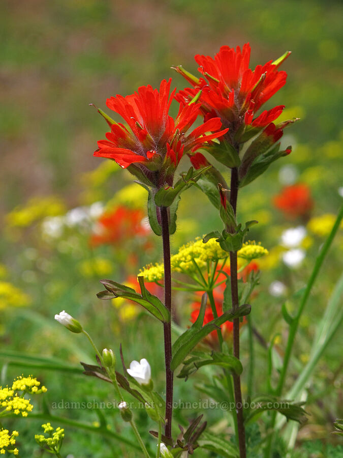paintbrush, desert parsley, & chickweed (Castilleja hispida, Lomatium martindalei, Cerastium arvense) [Elk Mountain Trail, Tillamook State Forest, Tillamook County, Oregon]