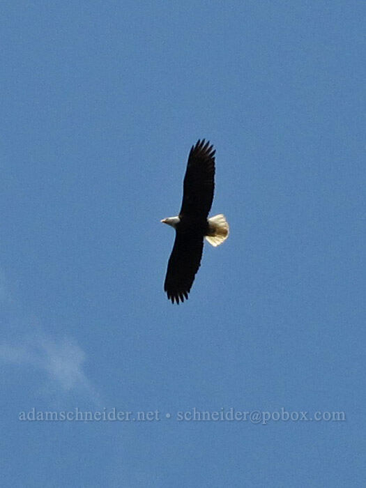 bald eagle (Haliaeetus leucocephalus) [Elk Mountain summit, Tillamook State Forest, Tillamook County, Oregon]