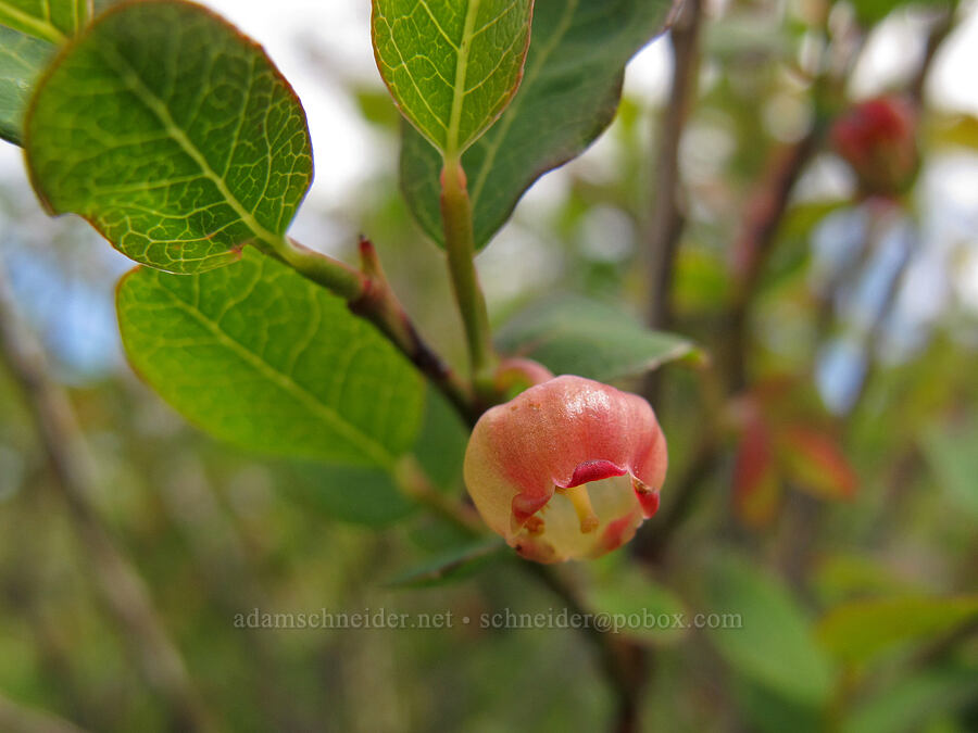 blueberry flower (Vaccinium sp.) [Elk Mountain summit, Tillamook State Forest, Tillamook County, Oregon]