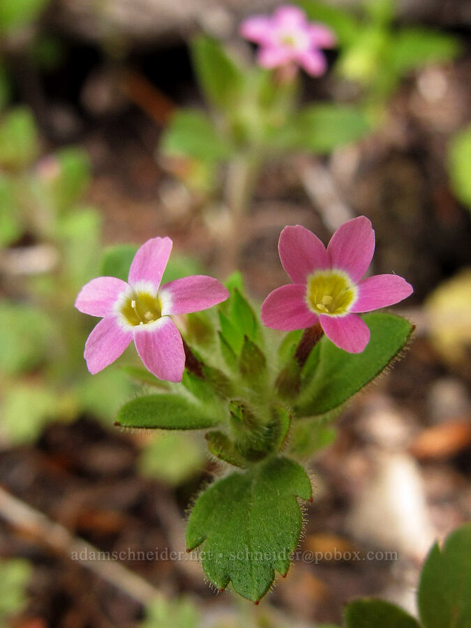varied-leaf collomia (Collomia heterophylla) [Elk Mountain summit, Tillamook State Forest, Tillamook County, Oregon]