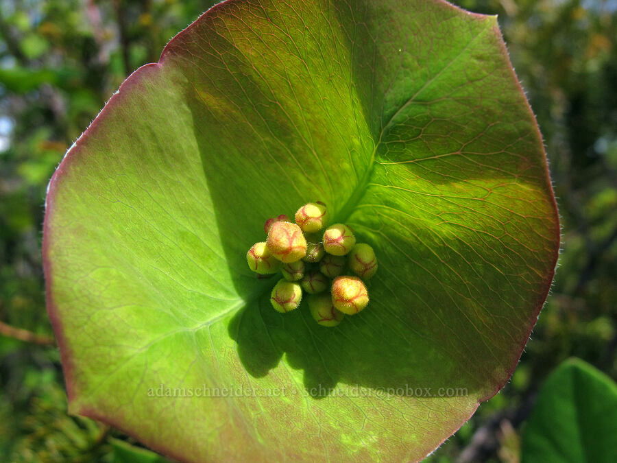 orange honeysuckle, budding (Lonicera ciliosa) [Elk Mountain summit, Tillamook State Forest, Tillamook County, Oregon]