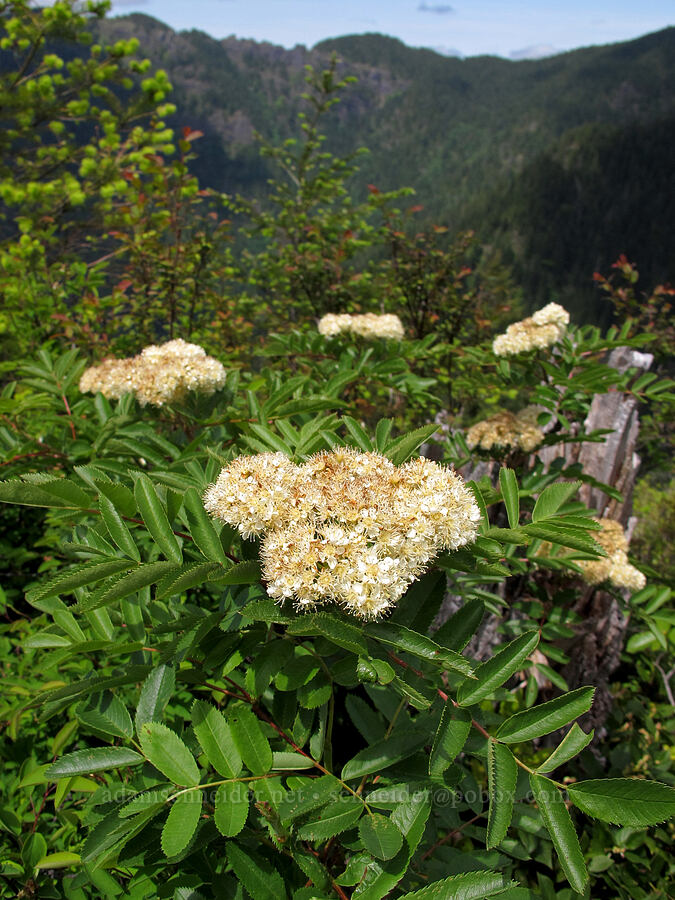 Cascade mountain ash (Sorbus scopulina) [Elk Mountain summit, Tillamook State Forest, Tillamook County, Oregon]