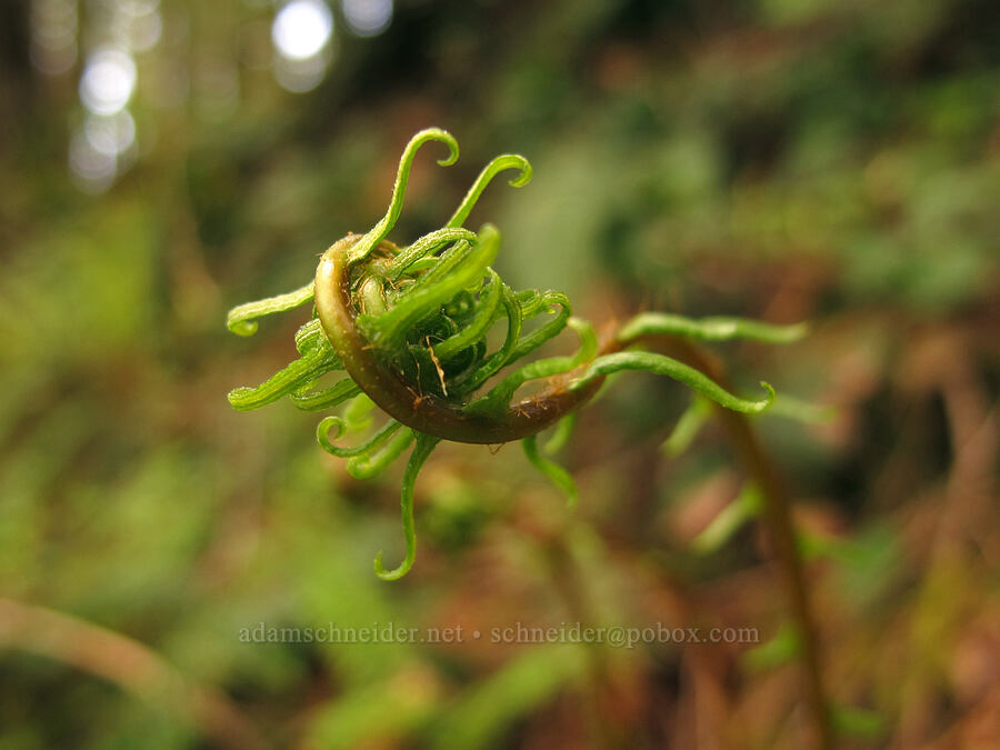 deer fern, unfurling (Blechnum spicant) [Elk Mountain Trail, Tillamook State Forest, Tillamook County, Oregon]