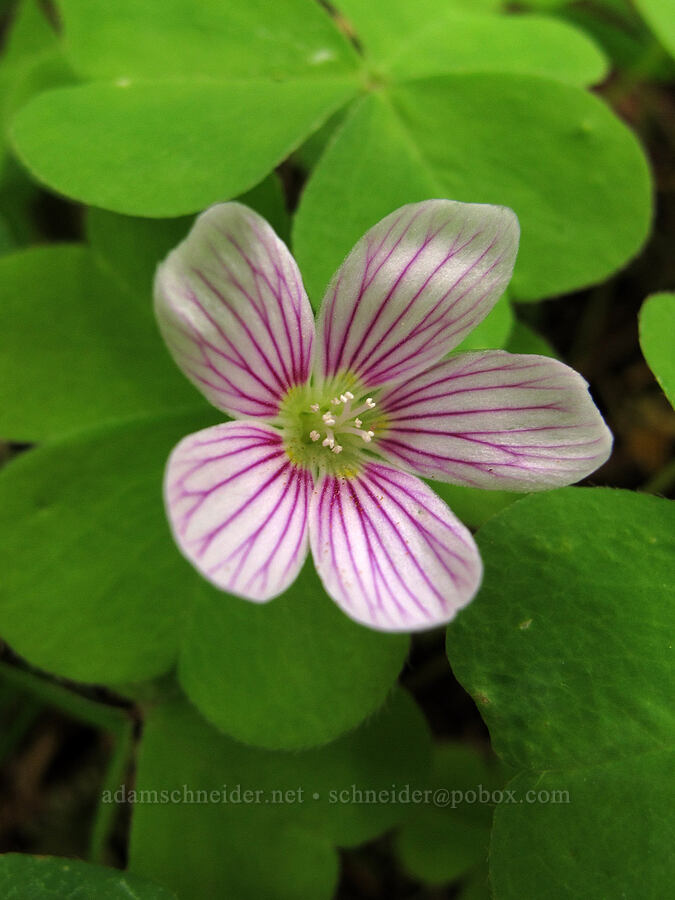 redwood sorrel (Oxalis oregana) [Elk Mountain Trail, Tillamook State Forest, Tillamook County, Oregon]