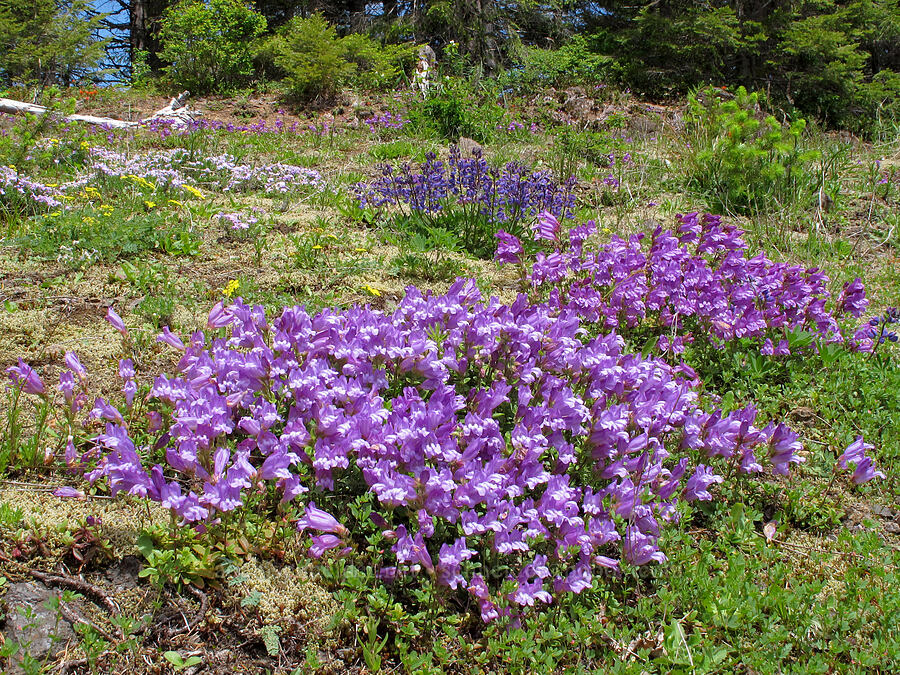 penstemon & lupines (Penstemon cardwellii, Lupinus latifolius) [Kings Mountain Trail, Tillamook State Forest, Tillamook County, Oregon]