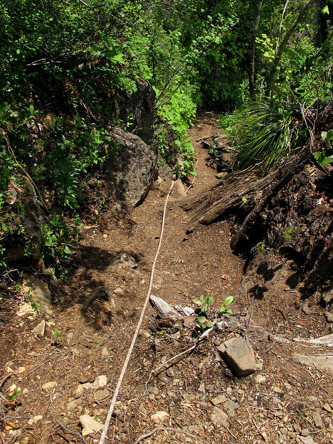 rope-assisted trail [Kings Mountain Trail, Tillamook State Forest, Tillamook County, Oregon]