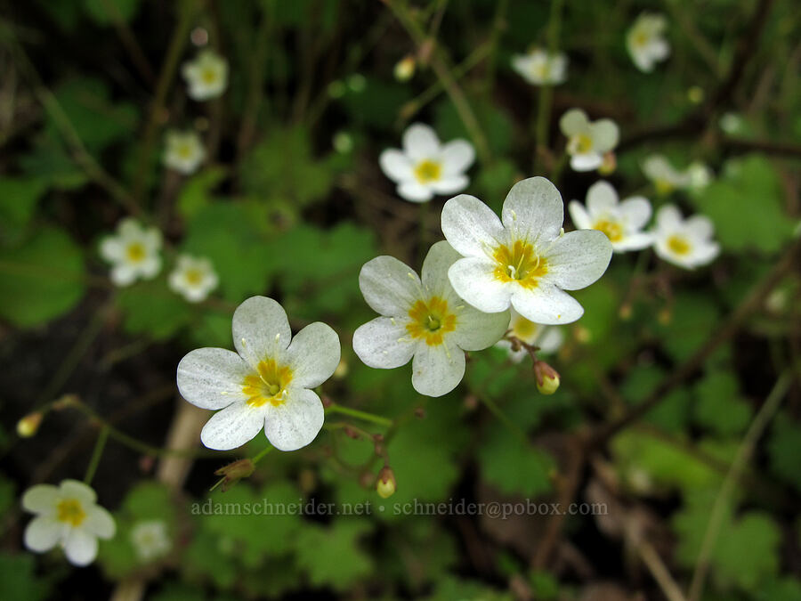 Sitka mist-maidens (Romanzoffia sitchensis) [Kings Mountain Trail, Tillamook State Forest, Tillamook County, Oregon]