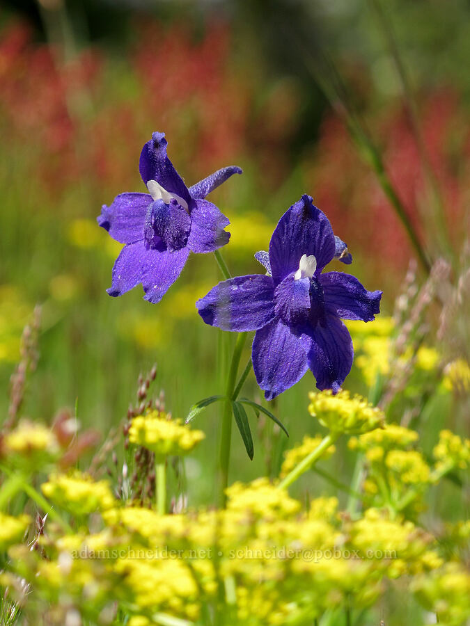 larkspur & desert parsley (Delphinium menziesii, Lomatium martindalei) [Kings Mountain summit, Tillamook State Forest, Tillamook County, Oregon]