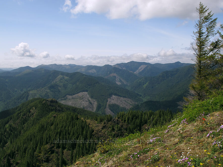 Coast Range [Kings Mountain Trail, Tillamook State Forest, Tillamook County, Oregon]
