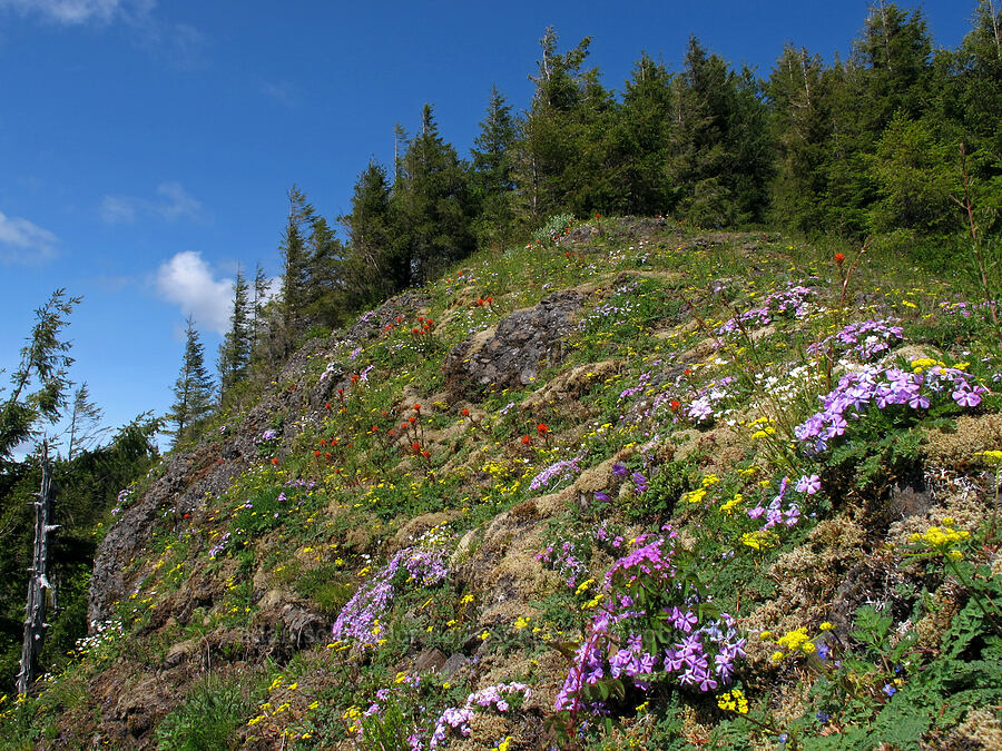 wildflowers [Kings Mountain Trail, Tillamook State Forest, Tillamook County, Oregon]