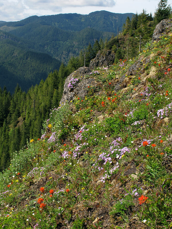 wildflowers [Kings Mountain Trail, Tillamook State Forest, Tillamook County, Oregon]