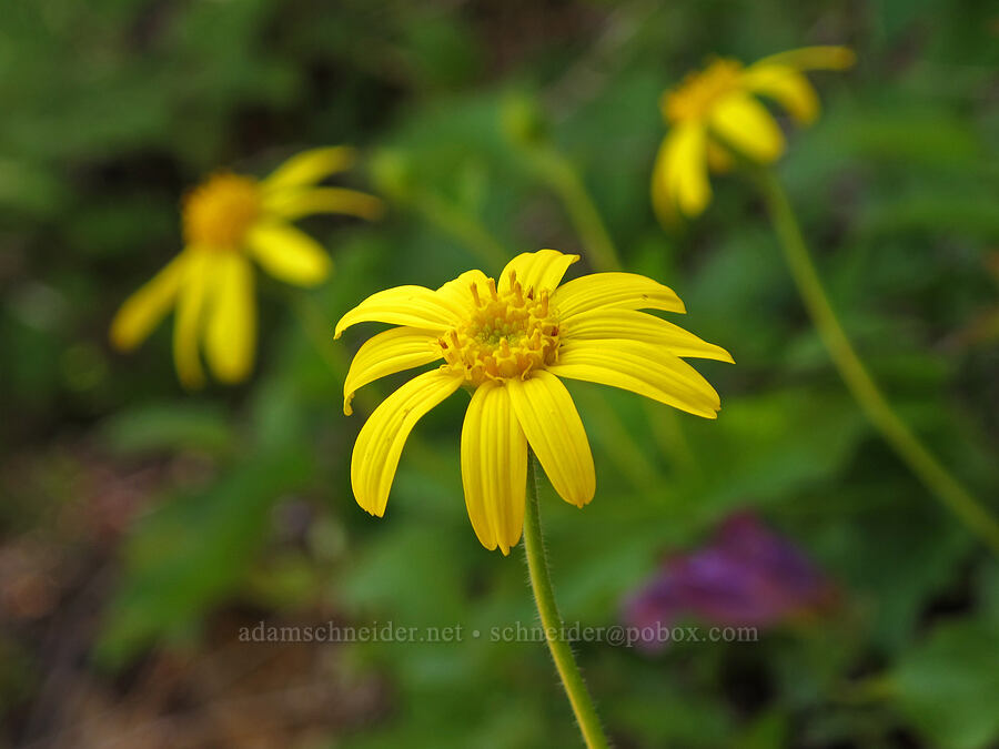 broad-leaf arnica (Arnica latifolia) [Kings Mountain Trail, Tillamook State Forest, Tillamook County, Oregon]