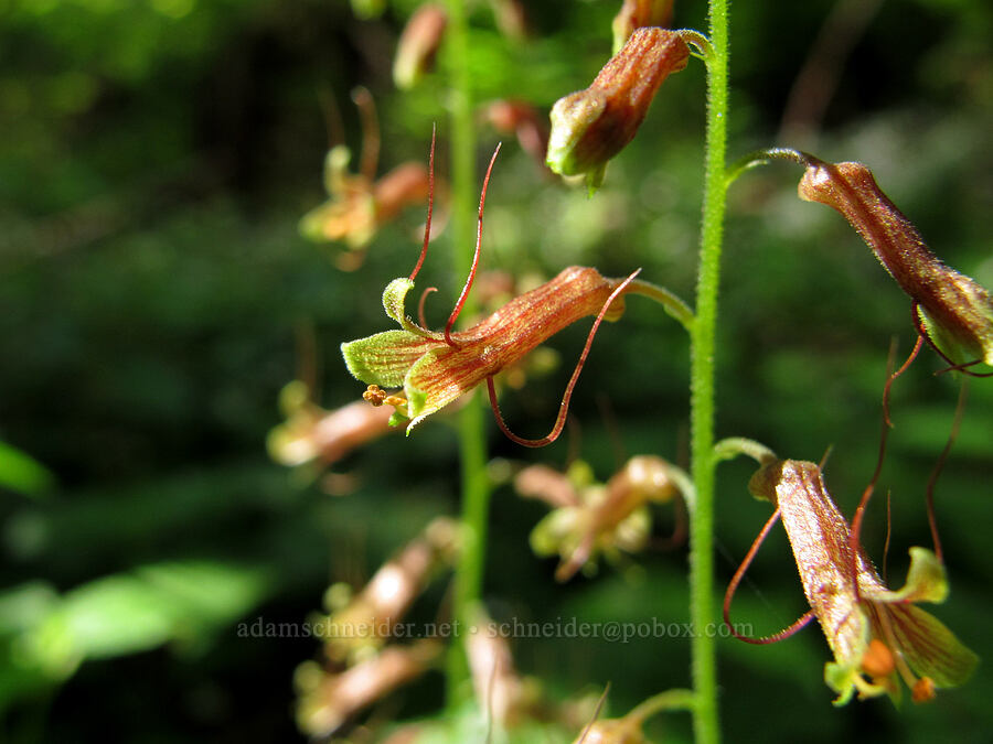piggyback plant (Tolmiea menziesii (Tiarella menziesii)) [Wilson River Trail, Tillamook State Forest, Tillamook County, Oregon]