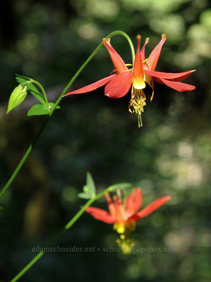 columbine (Aquilegia formosa) [Wilson River Trail, Tillamook State Forest, Tillamook County, Oregon]